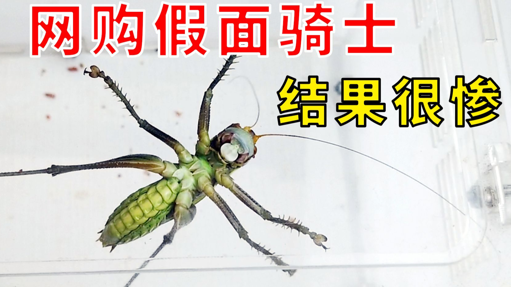 网购一只假面骑士,结果太惨了!